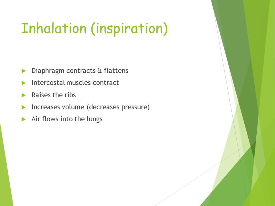 Inhalation (inspiration)  Diaphragm contracts & flattens  Intercostal muscles contract  Raises the ribs  Increases volume (decreases pressure)  Air flows into the lungs