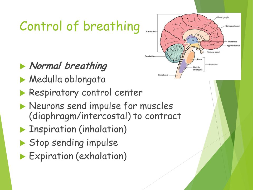 Control of breathing  Normal breathing  Medulla oblongata  Respiratory control center  Neurons send impulse for muscles (diaphragm/intercostal) to contract  Inspiration (inhalation)  Stop sending impulse  Expiration (exhalation)