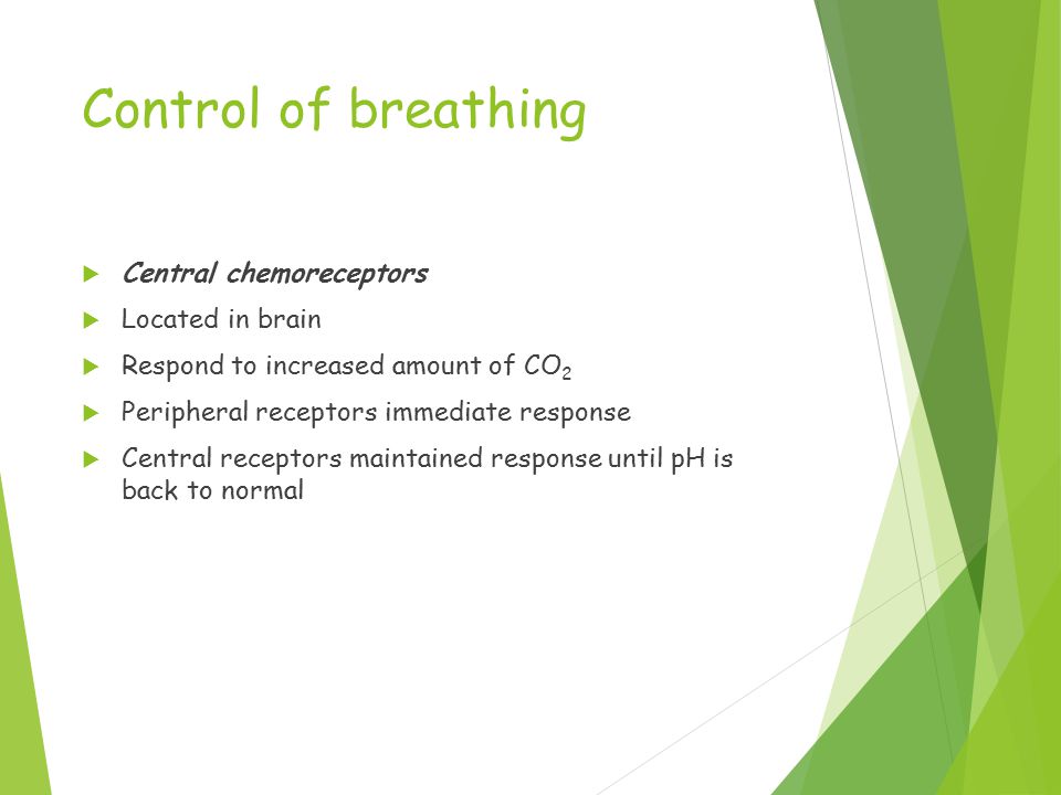 Control of breathing  Central chemoreceptors  Located in brain  Respond to increased amount of CO 2  Peripheral receptors immediate response  Central receptors maintained response until pH is back to normal