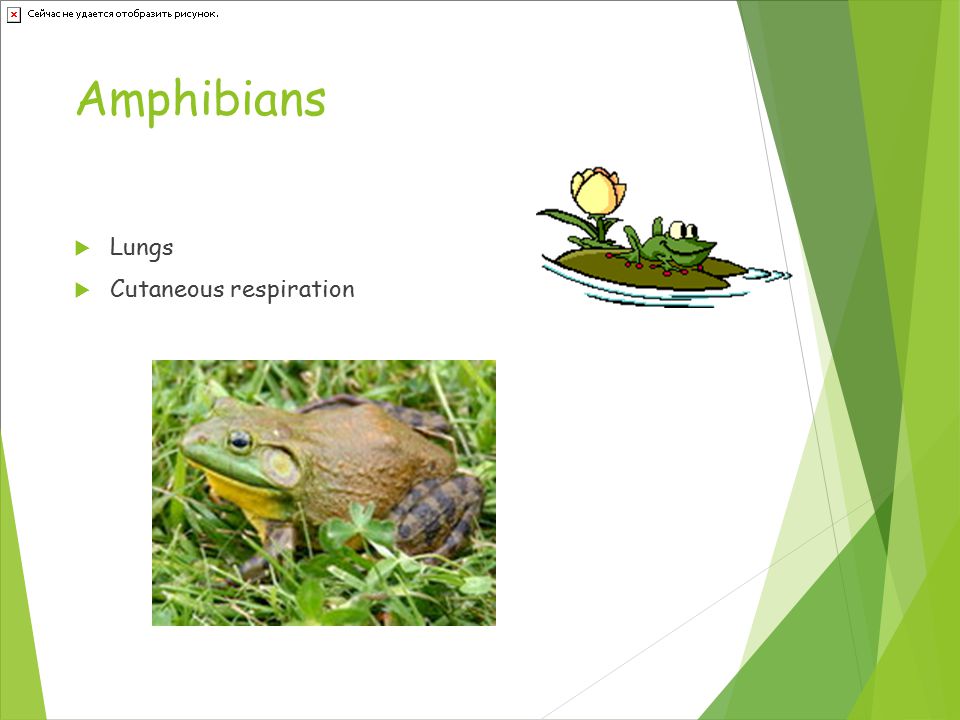 Amphibians  Lungs  Cutaneous respiration