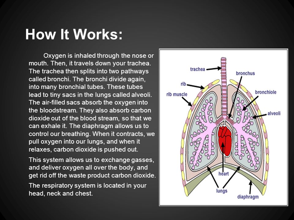 How It Works: Oxygen is inhaled through the nose or mouth.