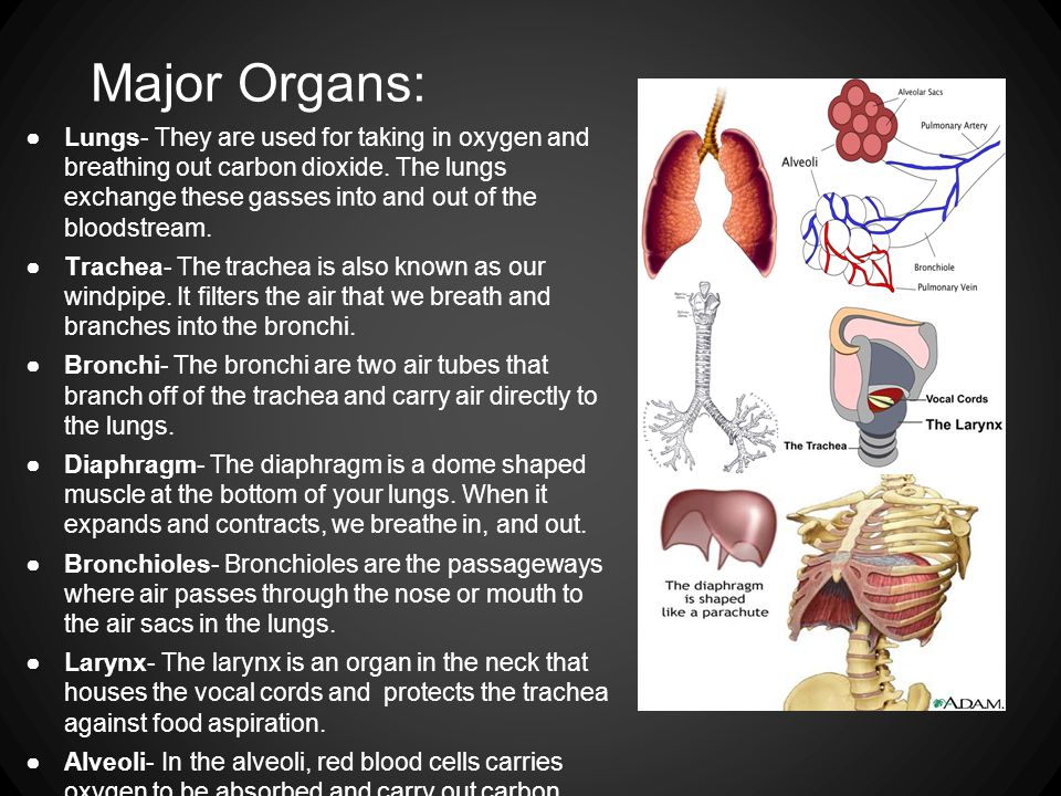 Major Organs: ●Lungs- They are used for taking in oxygen and breathing out carbon dioxide.