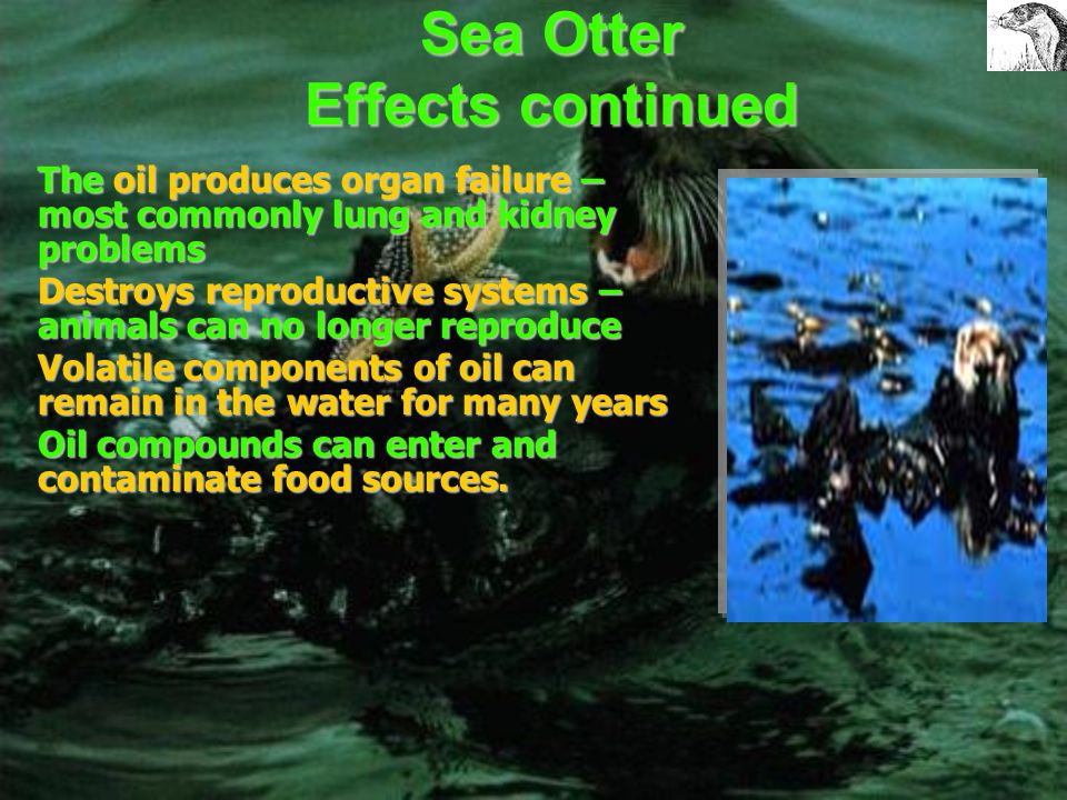 The Effects on the Sea Otters The oil slicks on the surface are especially dangerous to the fur bearing sea otters.