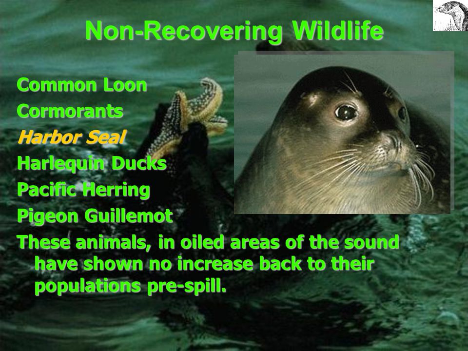 RECOVERY A species is said to be recovered when they return to the status quo before the spill This concept, however, is hard to grasp, since the status quo of many species before the spill is unknown.