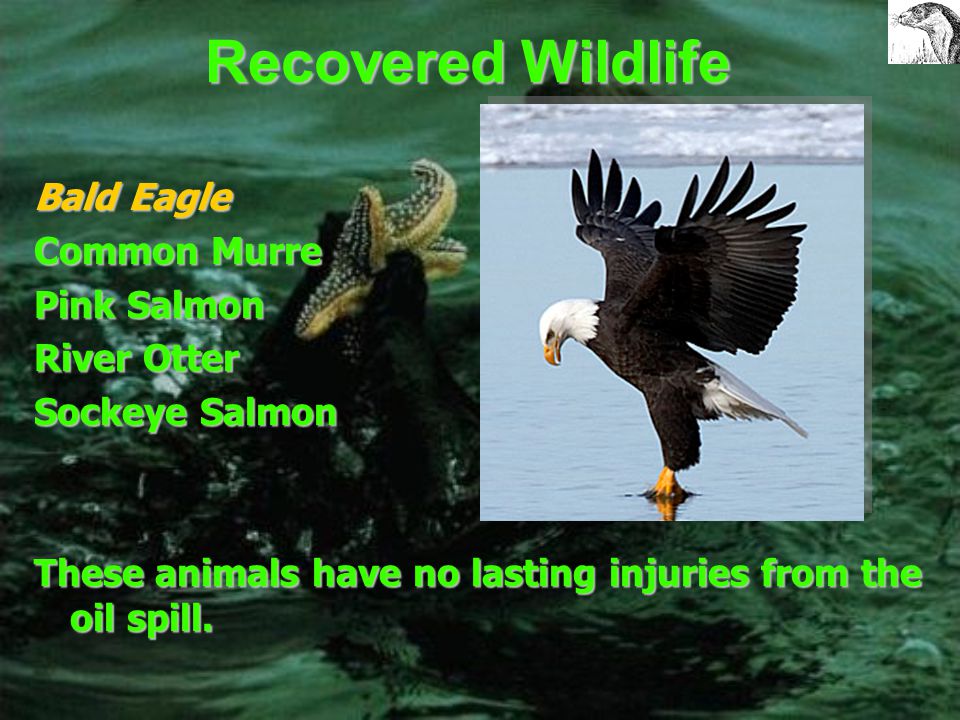 Recovering Wildlife Clams Killer Whale Marbled Murrelets Mussels Sea Otters These animals are stable or increasing in non- oiled areas, however are not increasing in oiled areas.