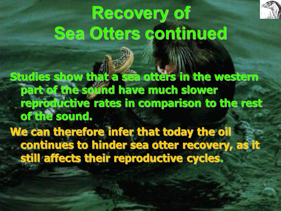 Recovery of Sea Otters Since 1993 the population of sea otters as a whole has been increasing in the Prince William Sound However, the most heavily oiled bays in the western part of the sound are not showing signs of recovery