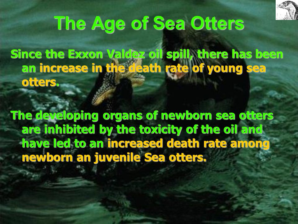 Recovery of Sea Otters continued Studies show that a sea otters in the western part of the sound have much slower reproductive rates in comparison to the rest of the sound.