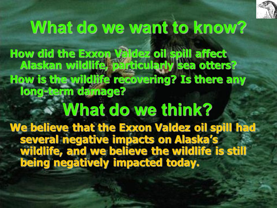 The Exxon Valdez oil Spill We will look at:  The background history of the Exxon Valdez Oil Spill  The effects of the spill- particularly to the Sea Otters  Finally, what we can do to prevent another Exxon Valdez Oil Spill