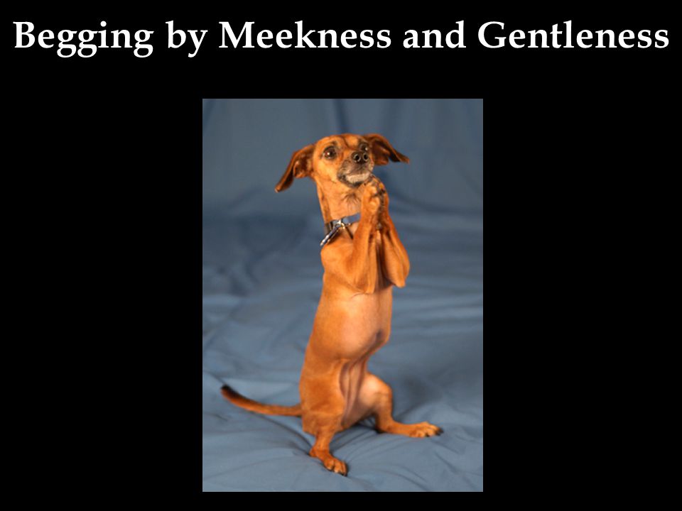 Begging by Meekness and Gentleness