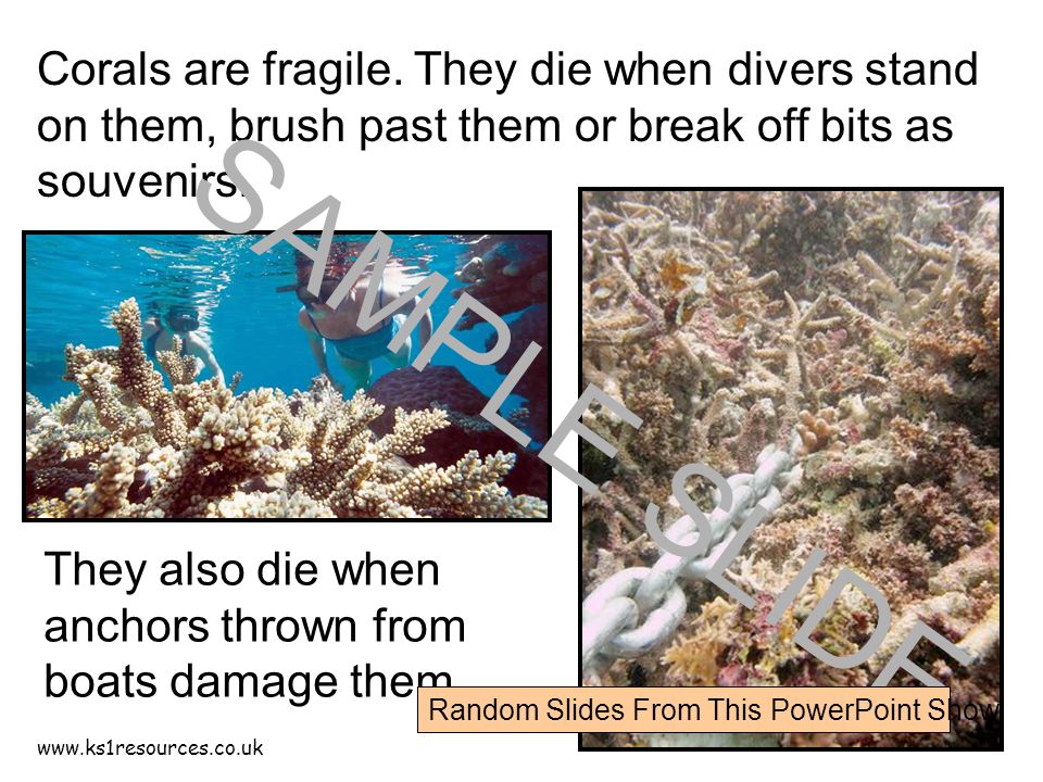 Corals are fragile.