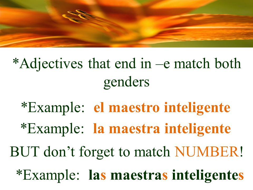 *Adjectives that end in –e match both genders *Example: el maestro inteligente *Example: la maestra inteligente BUT don’t forget to match NUMBER.