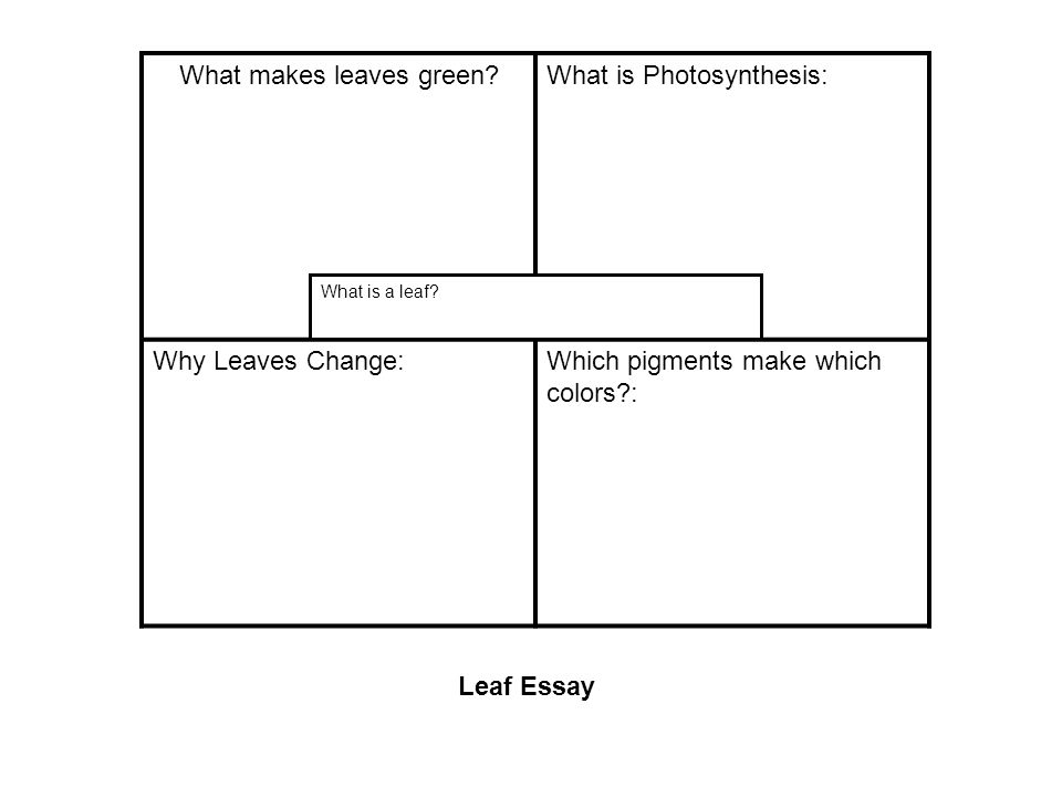 Photosynthesis Essay