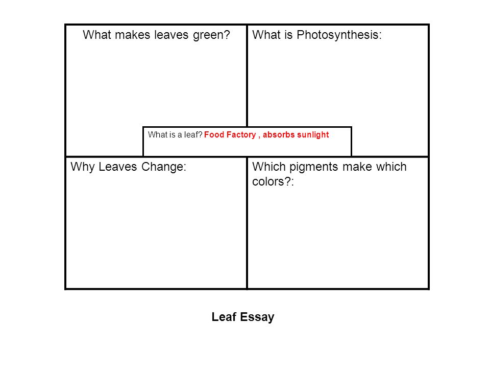 essay on photosynthesis