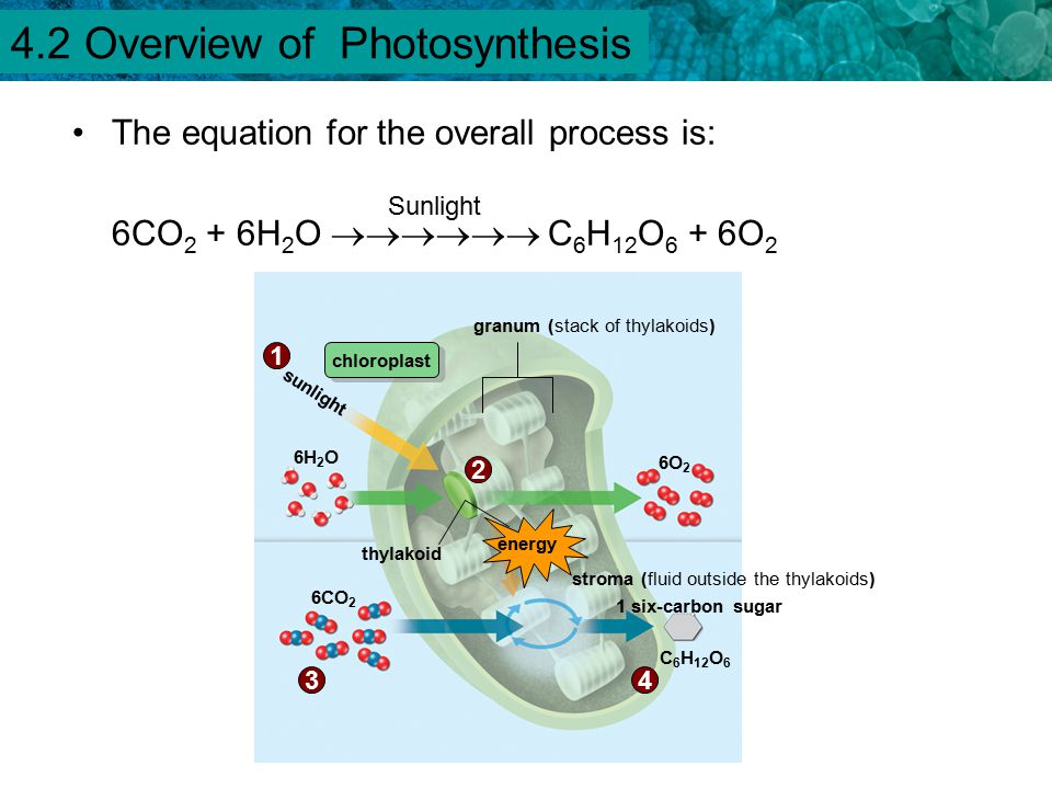 chemosynthesis equation sugar chemosynthesis equation sugar