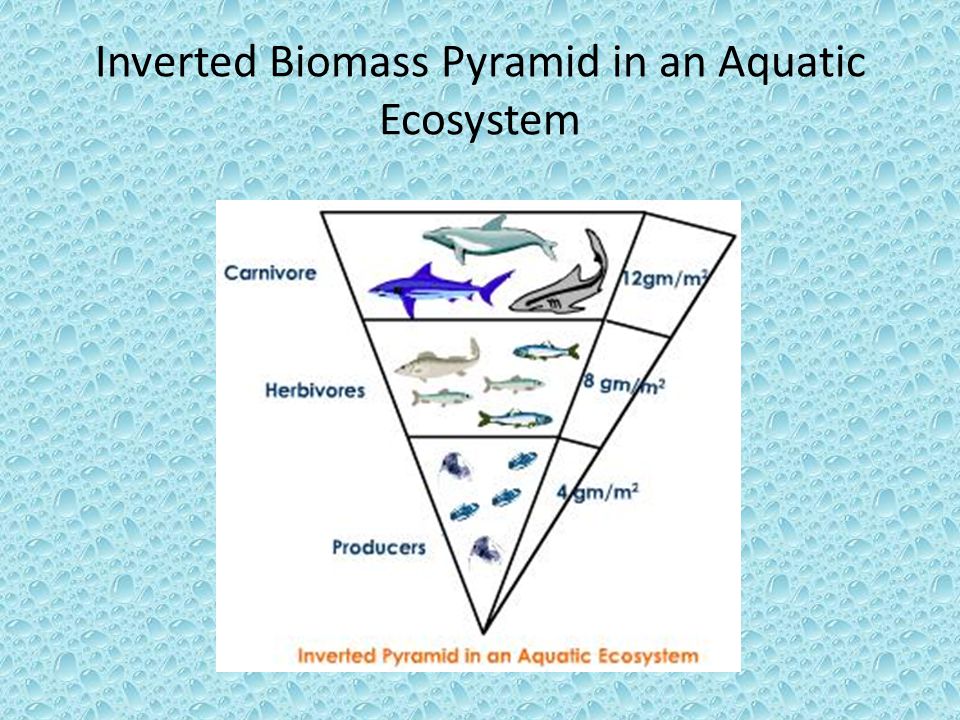 Inverted pyramid of aquatic animals