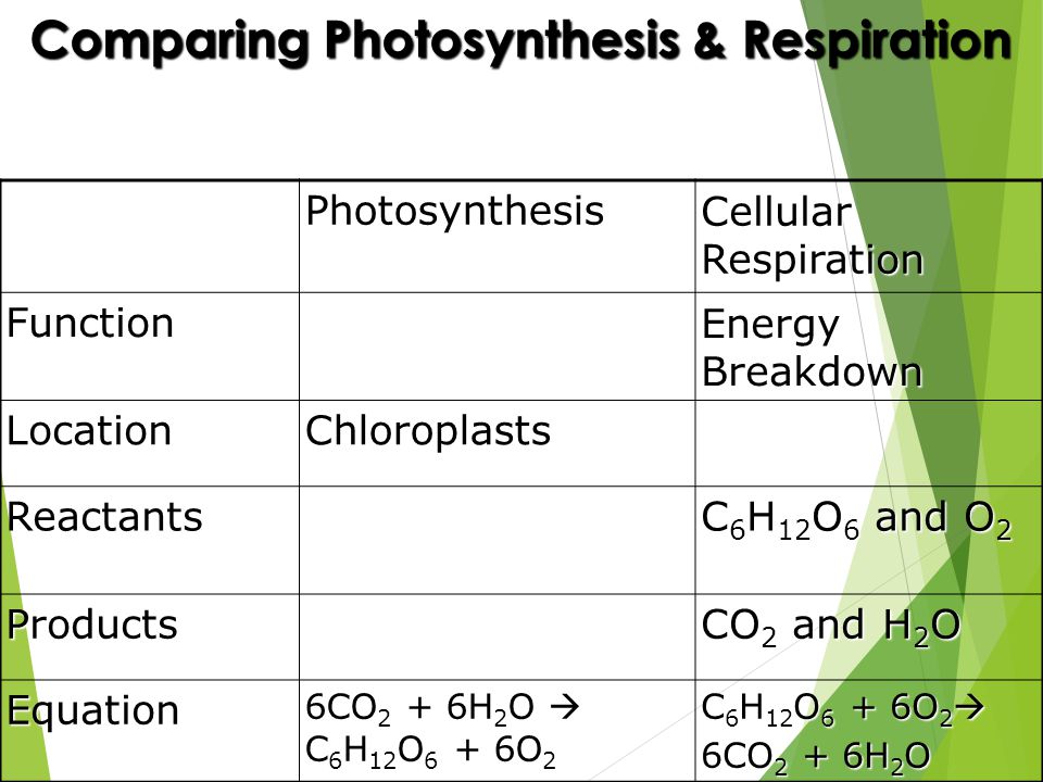 Photosynthesis Vs Cellular Respiration Chart