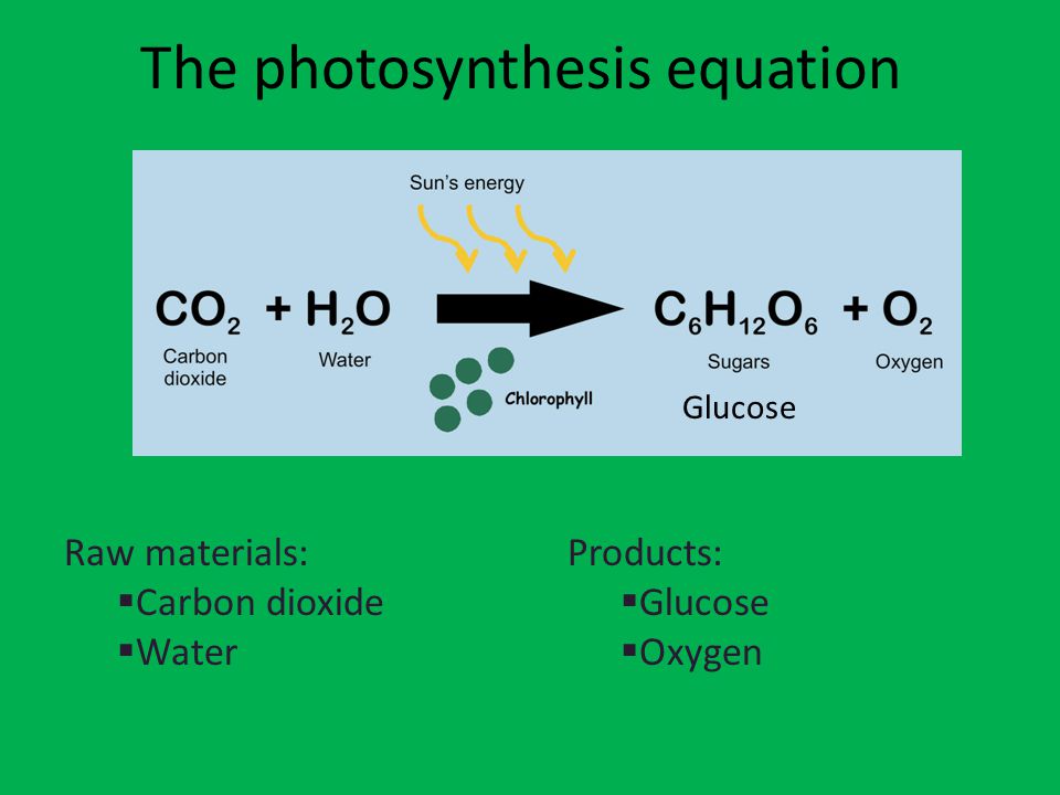 the equation for photosynthesis Here is the equation for photosynthesis: carbon dioxide + water (+ light energy) → glucose + oxygen 'light energy' is shown in brackets because it is not a substance you will also see the equation written like this: plants absorb water through their roots, and carbon dioxide through their leaves. the equation for photosynthesis Here is the equation for photosynthesis: carbon dioxide + water (+ light energy) → glucose + oxygen 'light energy' is shown in brackets because it is not a substance you will also see the equation written like this: plants absorb water through their roots, and carbon dioxide through their leaves.