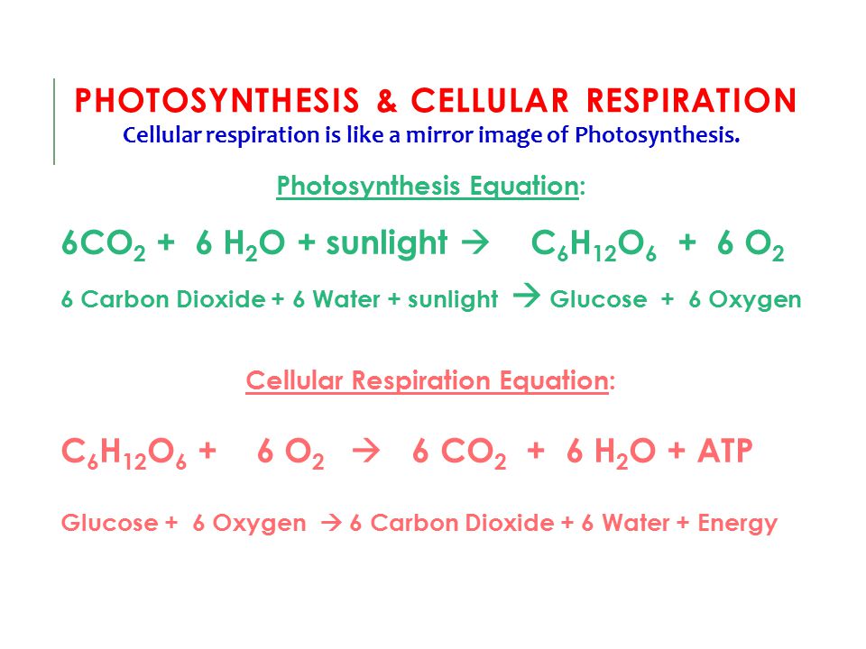Equation For Respiration And Photosynthesis Talkchannels Photosynthesis And Respiration Equation