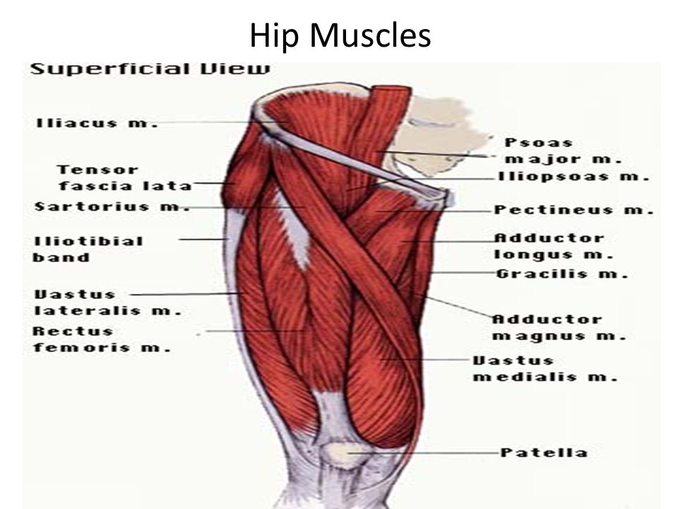 Image result for hip flexors muscles