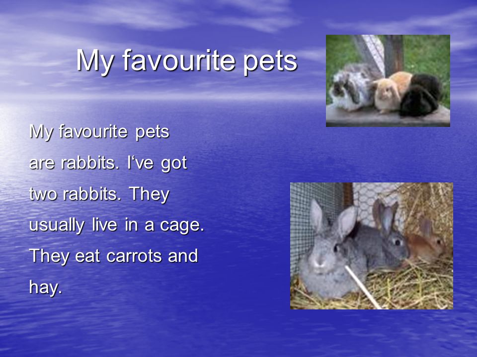 My favourite pets are rabbits. I‘ve got two rabbits.