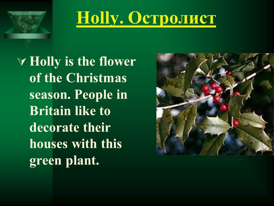 Holly. Остролист  Holly is the flower of the Christmas season.