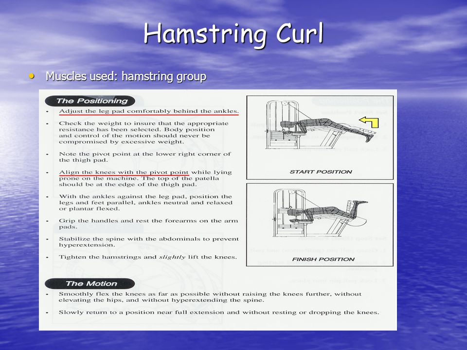 Hamstring Curl Muscles used: hamstring group Muscles used: hamstring group