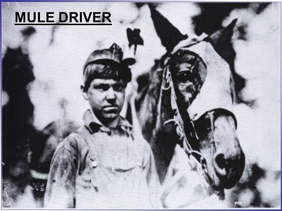 MULE DRIVER