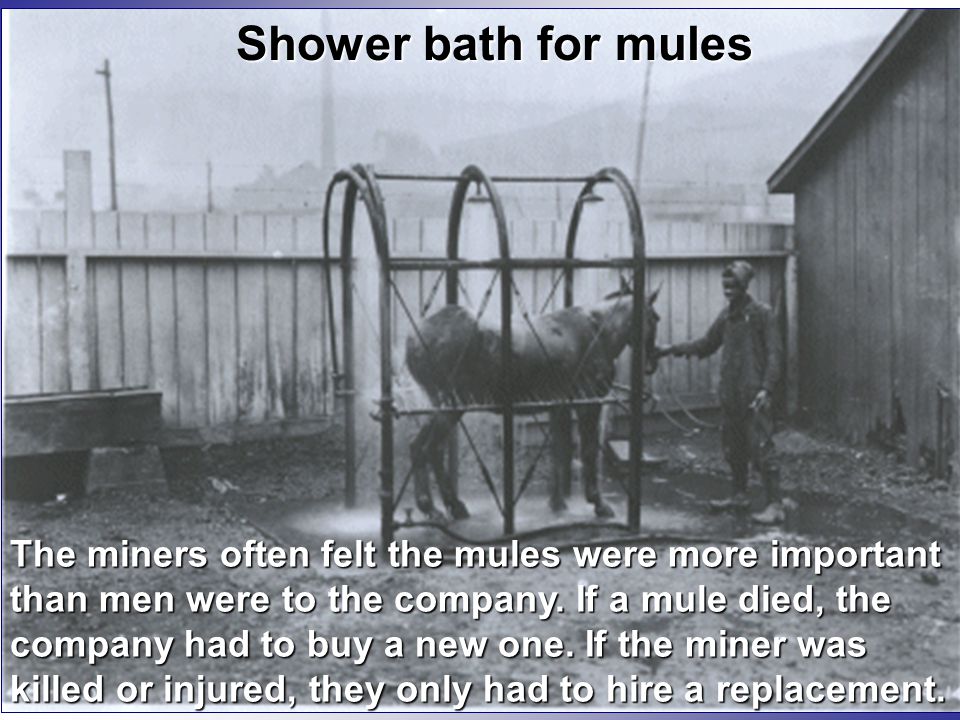 Shower bath for mules The miners often felt the mules were more important than men were to the company.