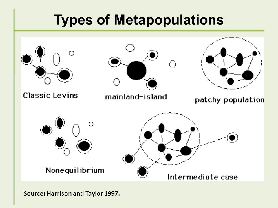 metapopulation