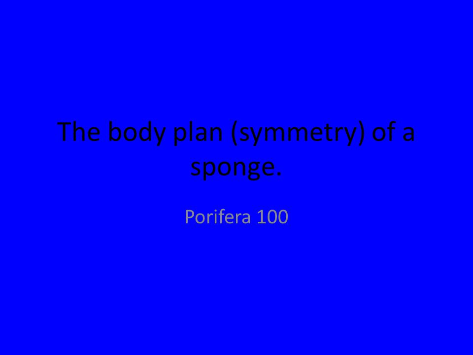 The body plan (symmetry) of a sponge. Porifera 100