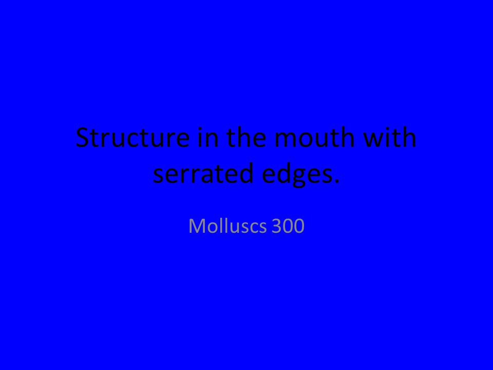 Structure in the mouth with serrated edges. Molluscs 300