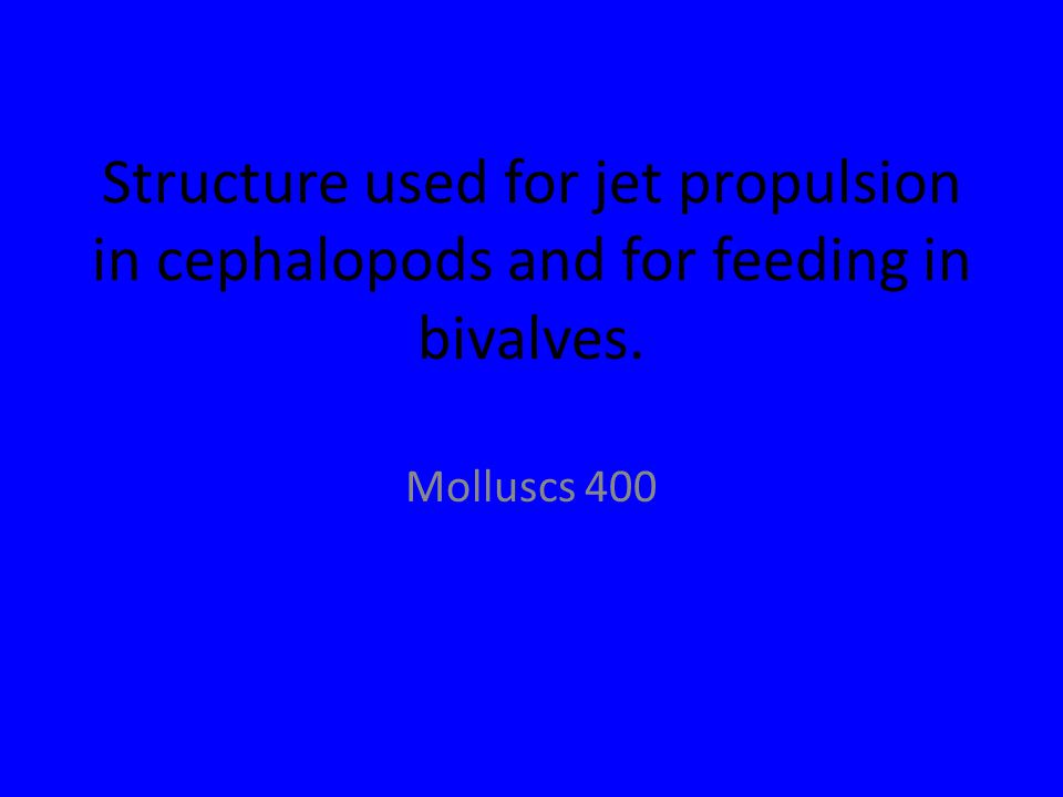 Structure used for jet propulsion in cephalopods and for feeding in bivalves. Molluscs 400