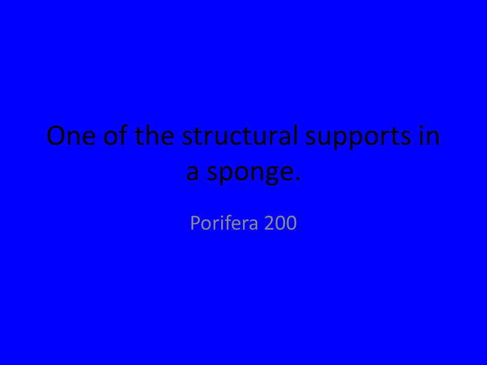 One of the structural supports in a sponge. Porifera 200