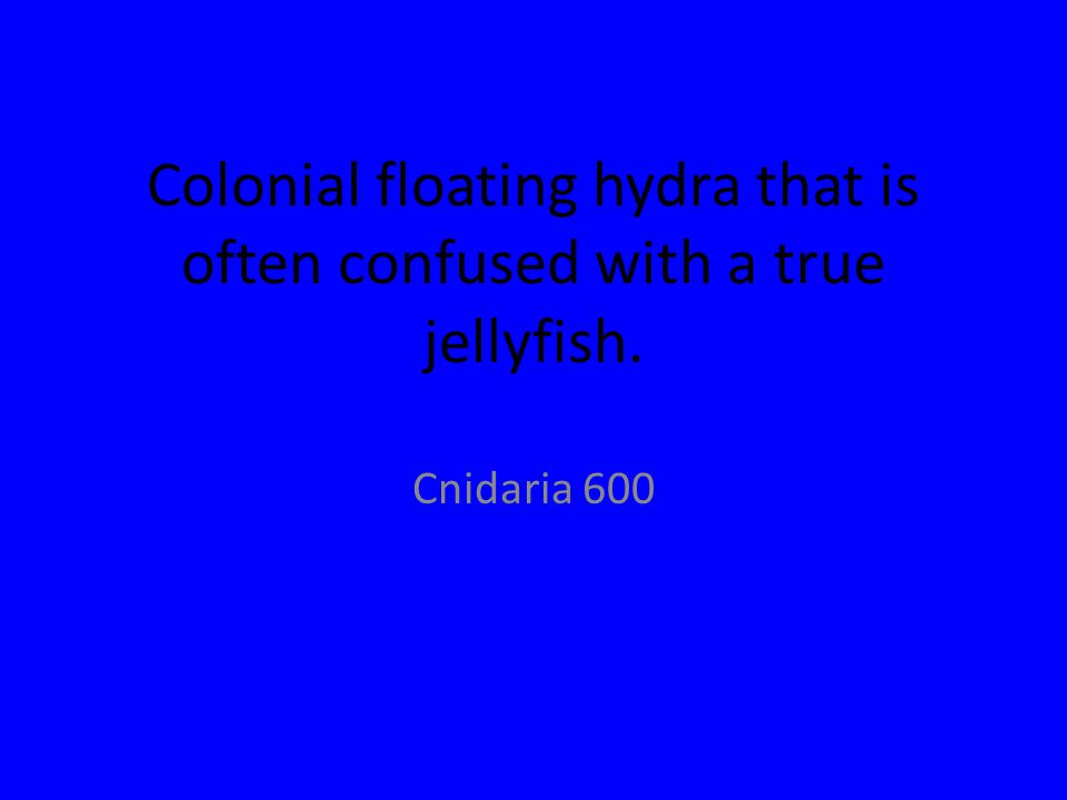 Colonial floating hydra that is often confused with a true jellyfish. Cnidaria 600