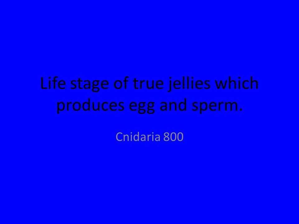 Life stage of true jellies which produces egg and sperm. Cnidaria 800