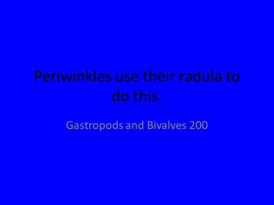 Periwinkles use their radula to do this. Gastropods and Bivalves 200