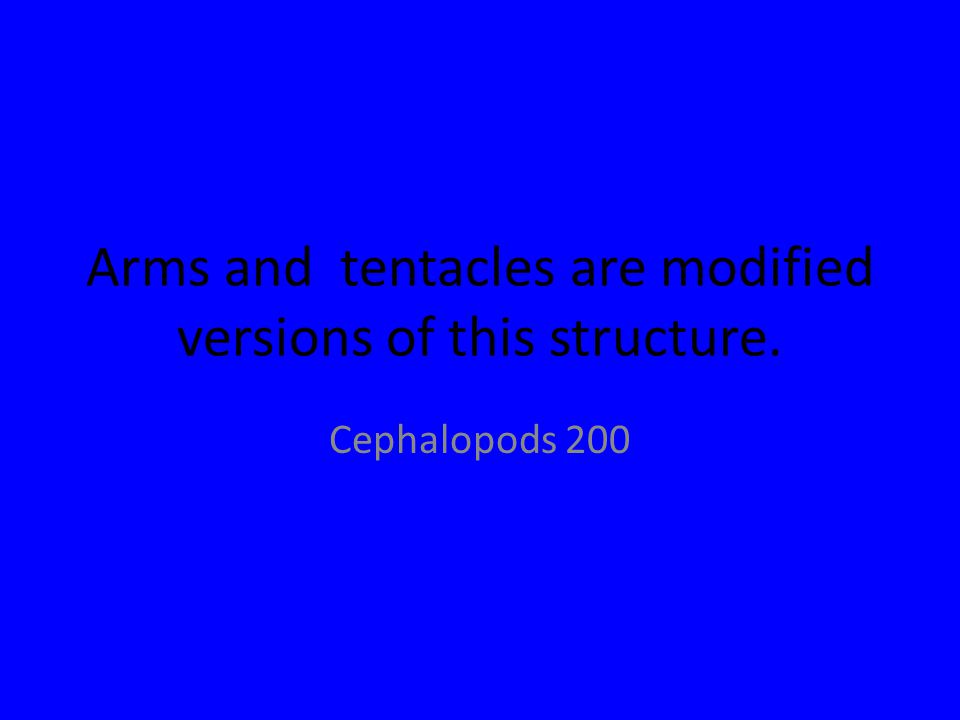 Arms and tentacles are modified versions of this structure. Cephalopods 200