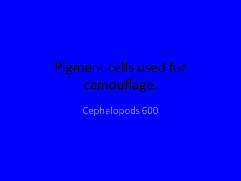 Pigment cells used for camouflage. Cephalopods 600