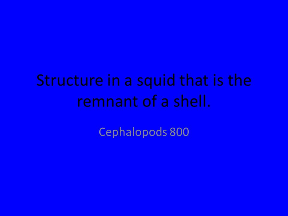 Structure in a squid that is the remnant of a shell. Cephalopods 800
