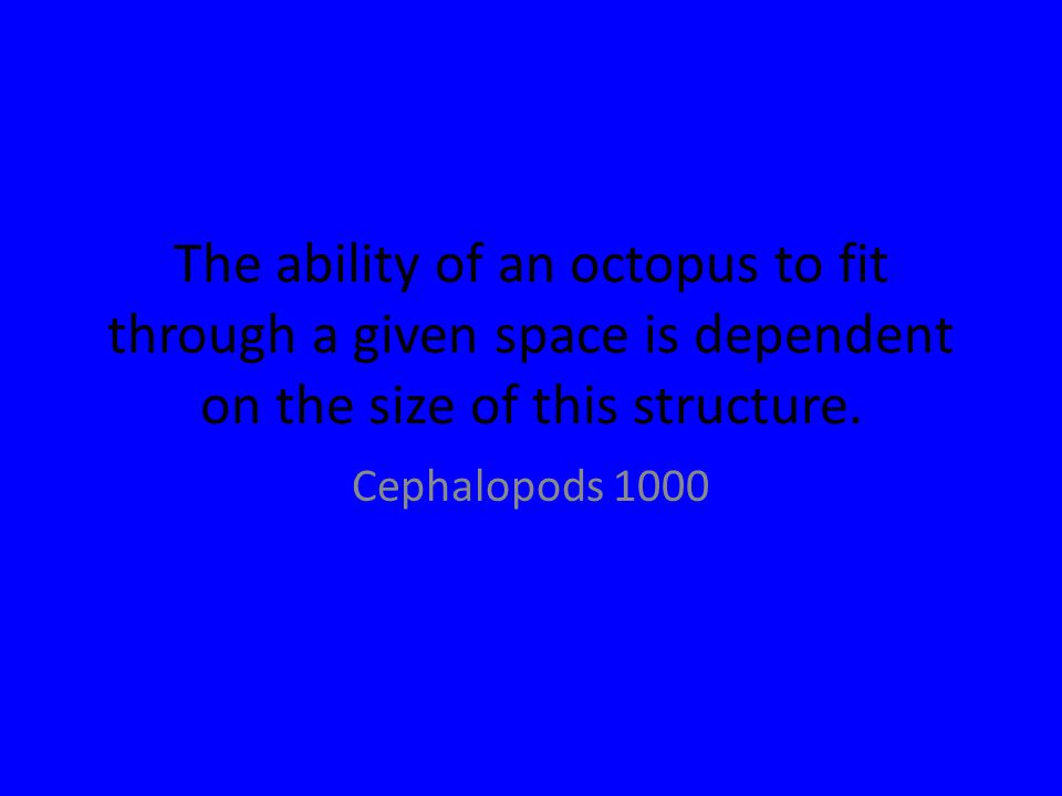 The ability of an octopus to fit through a given space is dependent on the size of this structure.