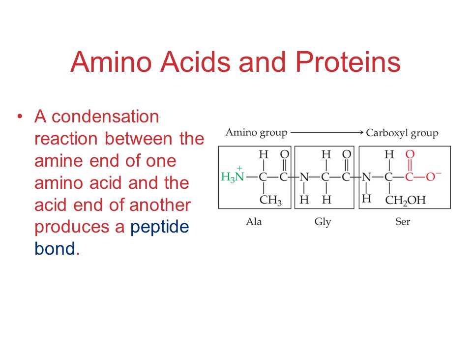 Amino Acids and Proteins A condensation reaction between the amine end of one amino acid and the acid end of another produces a peptide bond.
