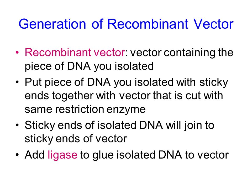 Generation of Recombinant Vector Recombinant vector: vector containing the piece of DNA you isolated Put piece of DNA you isolated with sticky ends together with vector that is cut with same restriction enzyme Sticky ends of isolated DNA will join to sticky ends of vector Add ligase to glue isolated DNA to vector