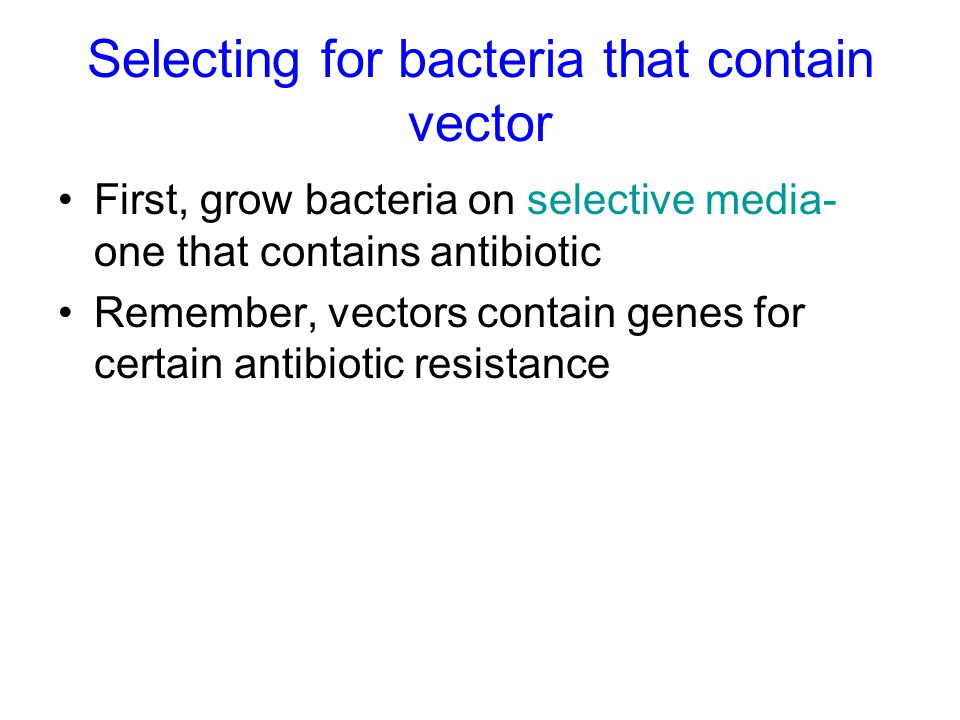 Selecting for bacteria that contain vector First, grow bacteria on selective media- one that contains antibiotic Remember, vectors contain genes for certain antibiotic resistance