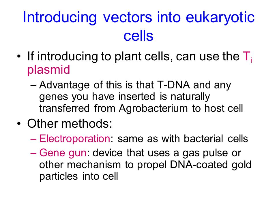 Introducing vectors into eukaryotic cells If introducing to plant cells, can use the T i plasmid –Advantage of this is that T-DNA and any genes you have inserted is naturally transferred from Agrobacterium to host cell Other methods: –Electroporation: same as with bacterial cells –Gene gun: device that uses a gas pulse or other mechanism to propel DNA-coated gold particles into cell