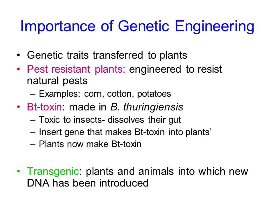 Importance of Genetic Engineering Genetic traits transferred to plants Pest resistant plants: engineered to resist natural pests –Examples: corn, cotton, potatoes Bt-toxin: made in B.