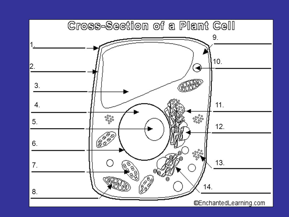 Printables Blank Plant Cell Worksheet free blank plant cell worksheet intrepidpath collection diagram pictures diagrams