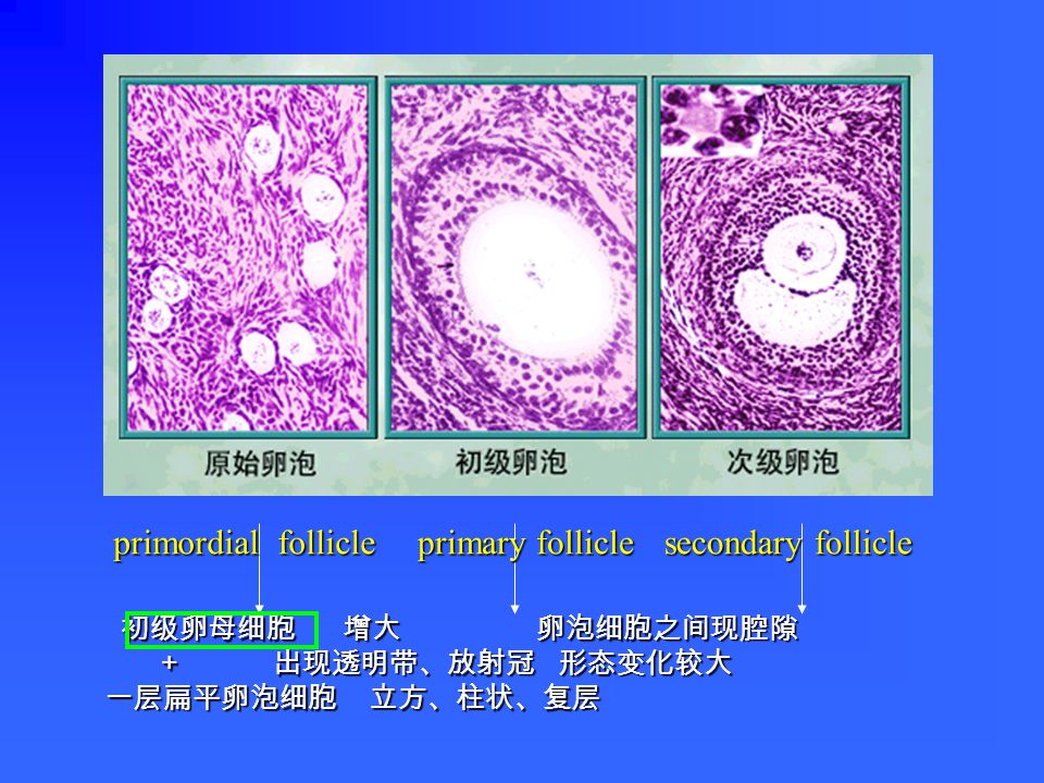 卵泡 = 卵母细胞   卵泡细胞 原始卵泡 → 初级卵泡 → 次级卵泡