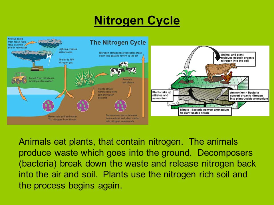 essays on the nitrogen cycle essays on the nitrogen cycle