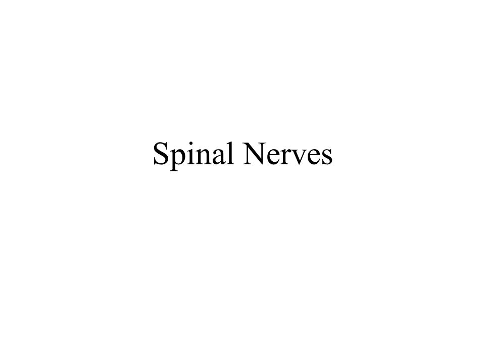 spinal nerves 31 pairs arise from