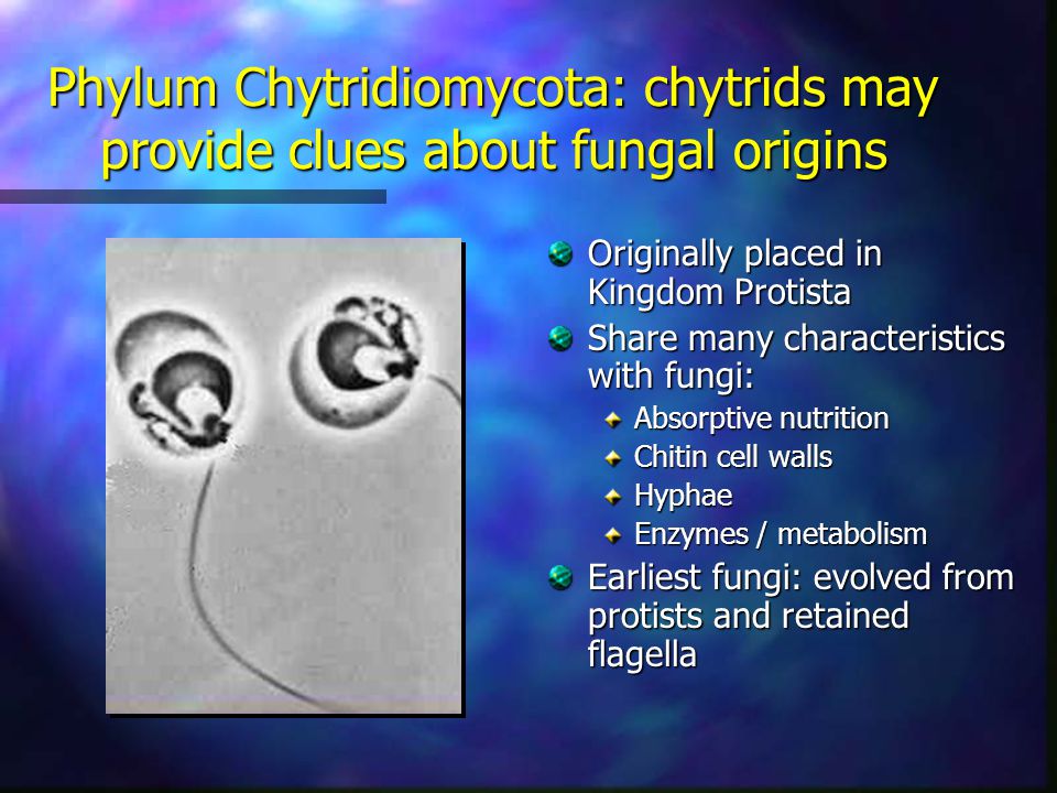 Chytridiomycota+Characteristics "Kingdom Fungi The characteristics of fungi The characteristics ...